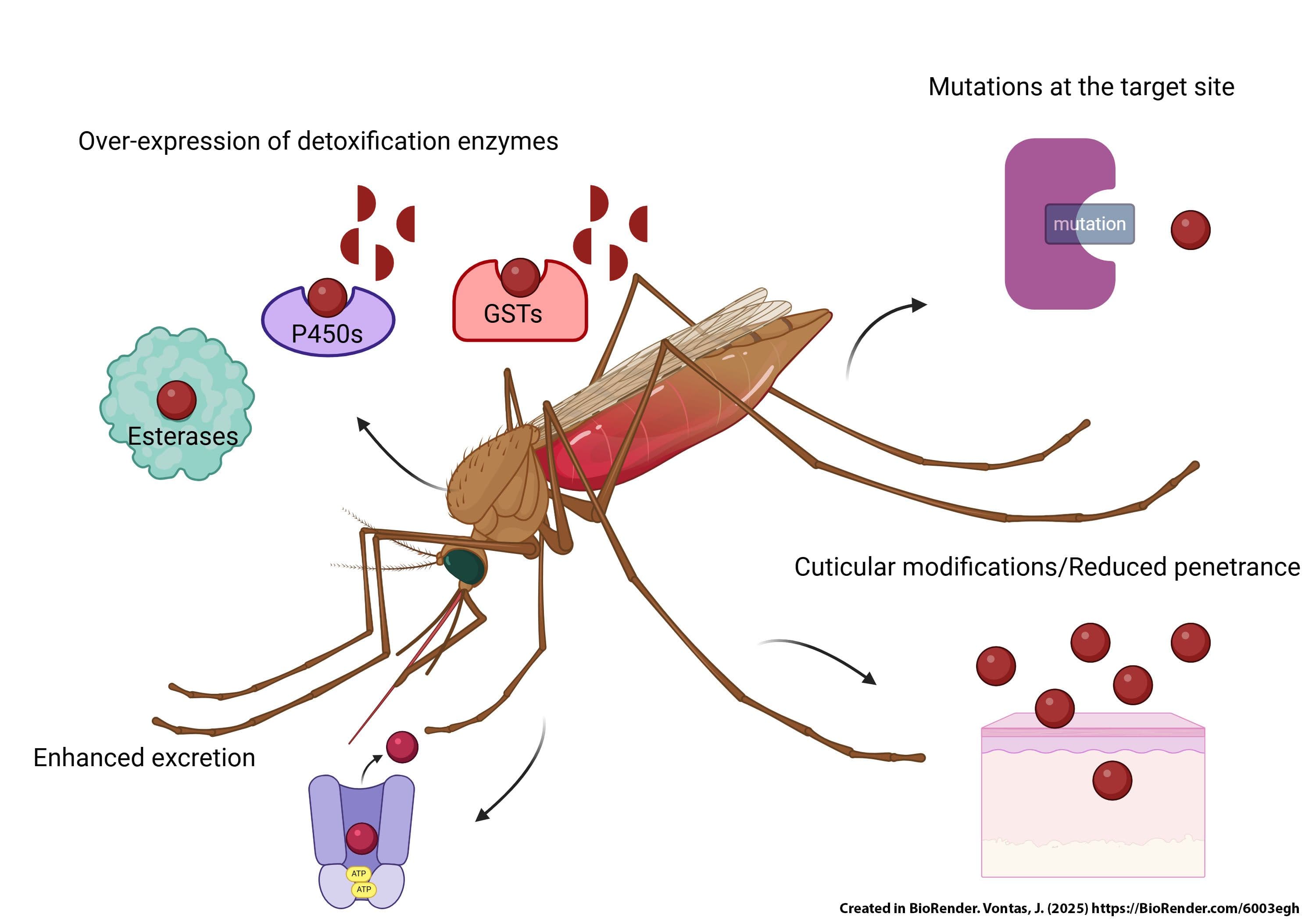 Molecular basis of insecticide resistance