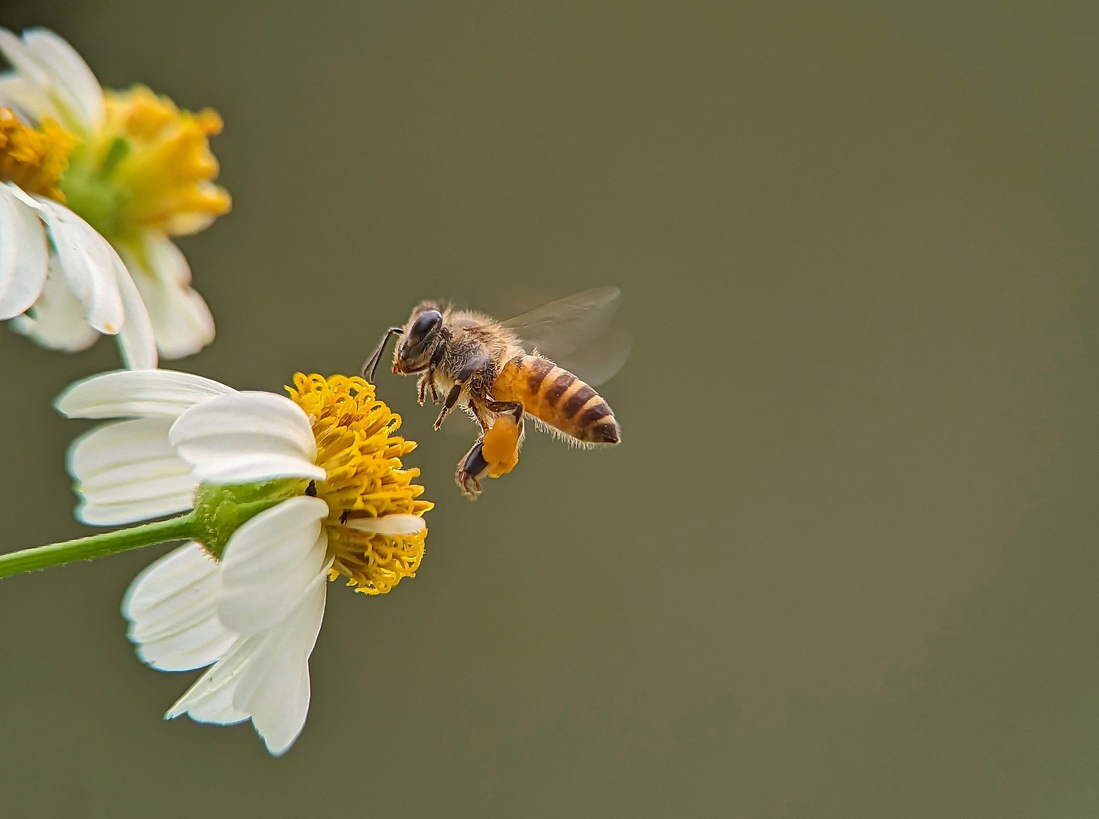 Bee Toxicity Testing