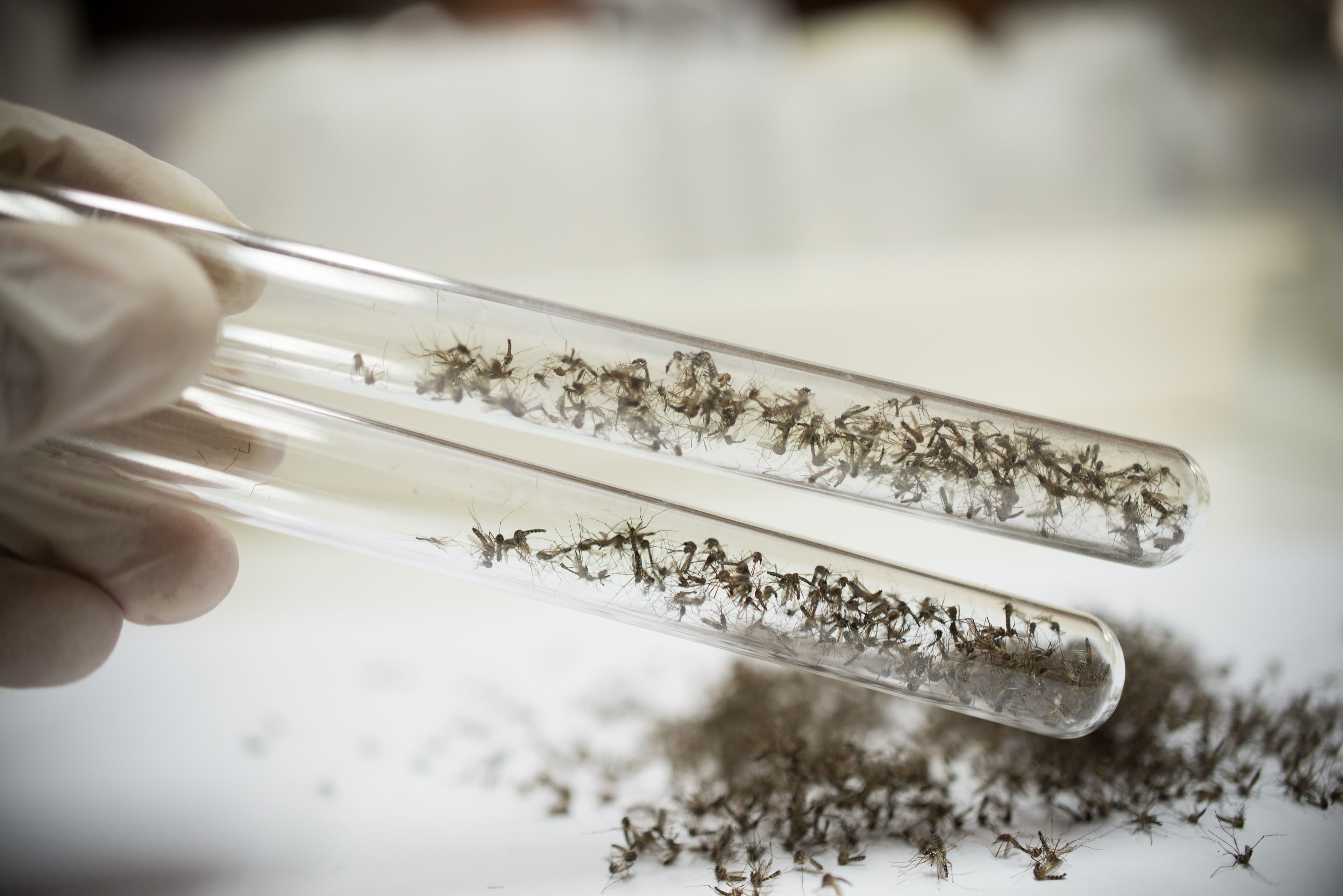 Species identification, Pathogen Detection & Resistance Monitoring in disease vectors