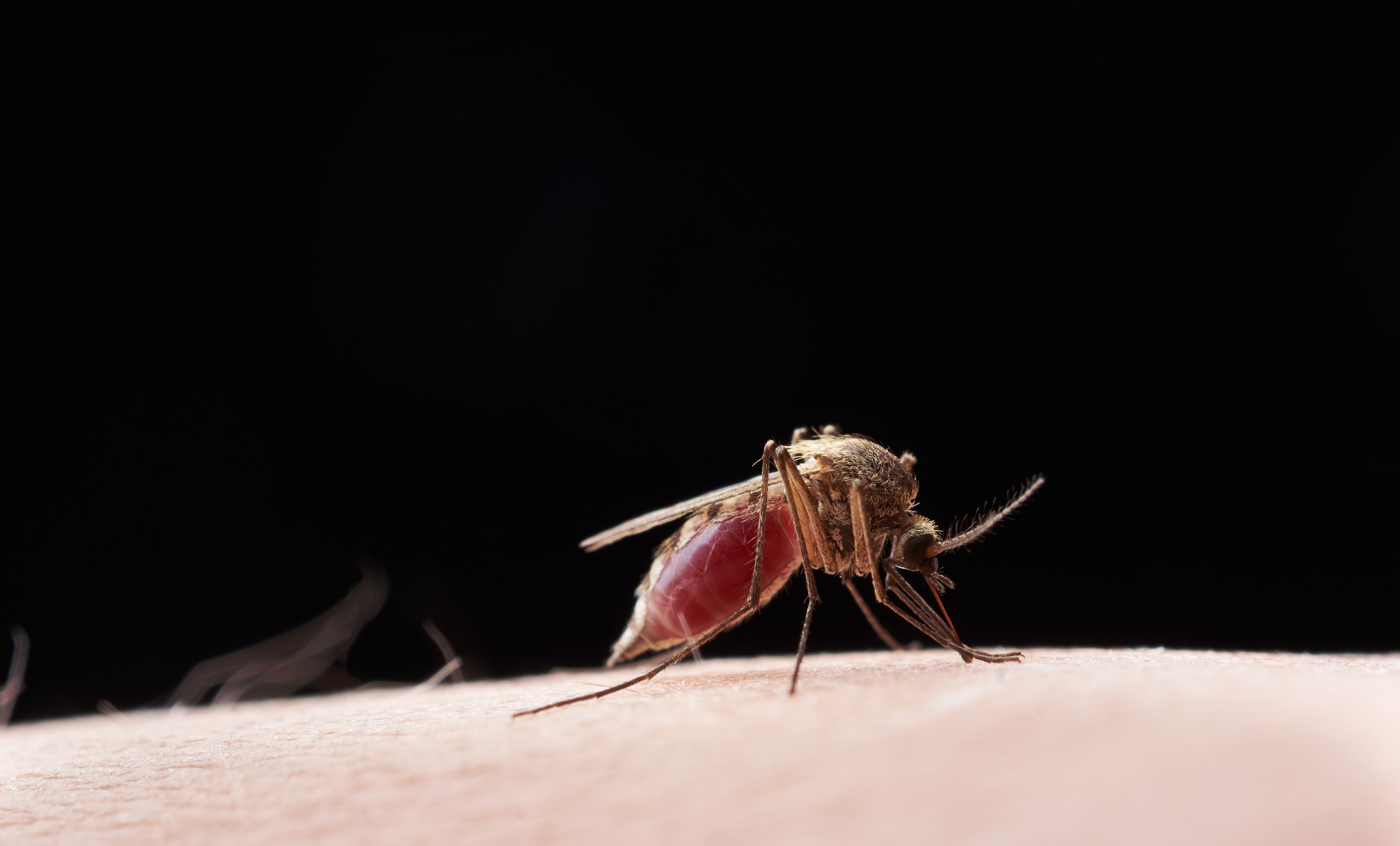 Molecular Entomology & Pest Management