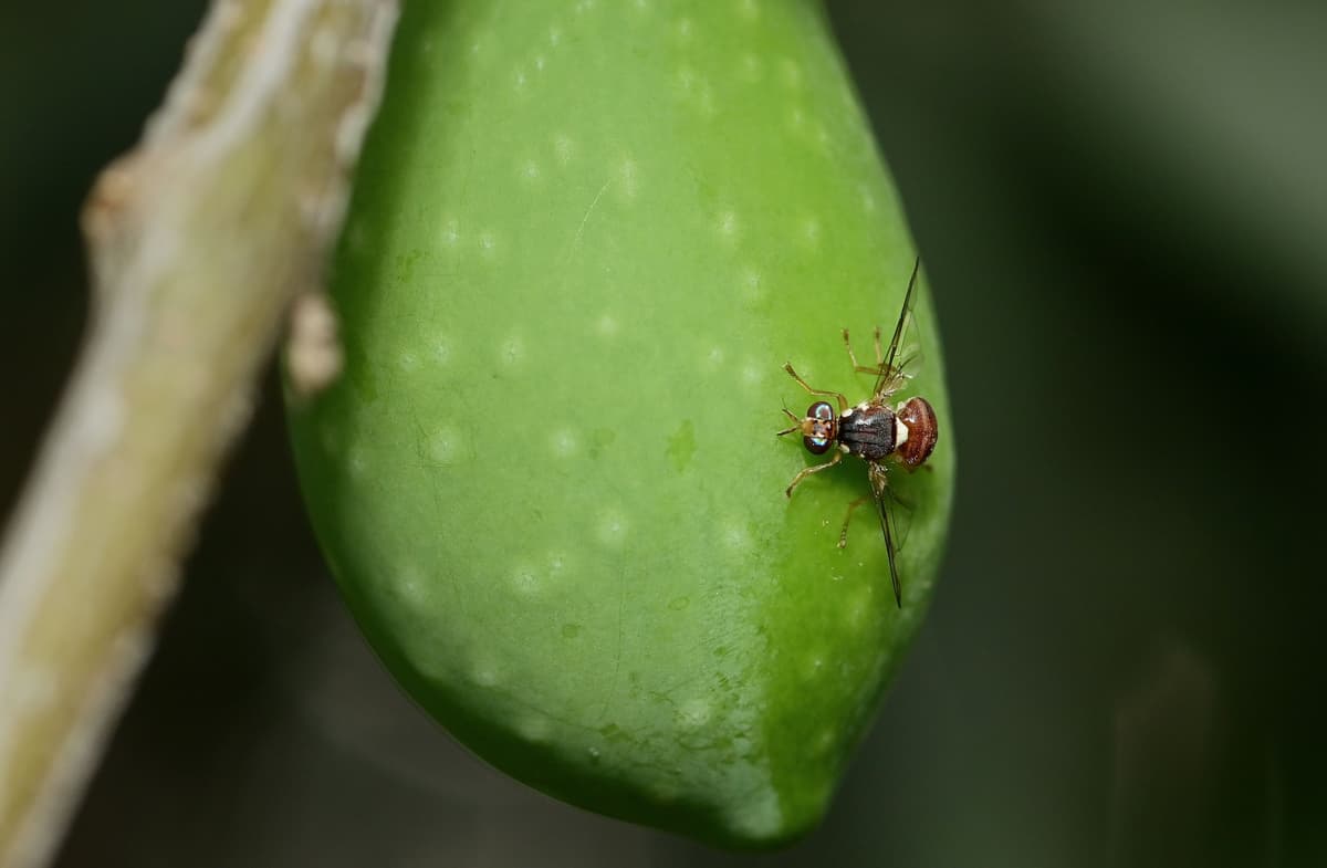 Mentos Insect Molecular Entomology & Pest Management - Vontas lab
